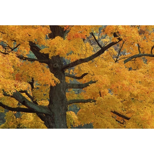 Michigan, Close-up of sugar maple tree in autumn